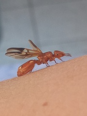 Cephalotes clypeatus