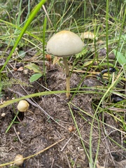 Protostropharia semiglobata