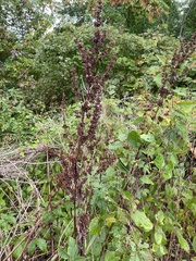 Rumex crispus