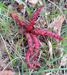 Clathrus archeri