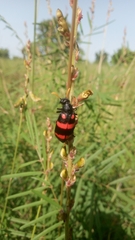 Hycleus biundulatus