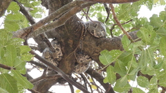 Python natalensis