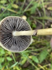 Protostropharia semiglobata