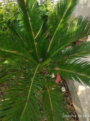 Cycas