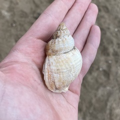 Buccinum undatum