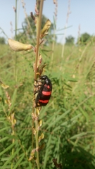 Hycleus biundulatus
