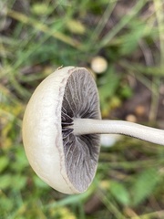 Protostropharia semiglobata