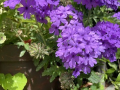 Verbenaceae