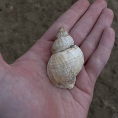 Buccinum undatum