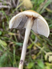 Protostropharia semiglobata