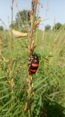 Hycleus biundulatus