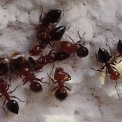 Crematogaster schmidti
