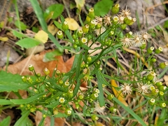 Erigeron canadensis