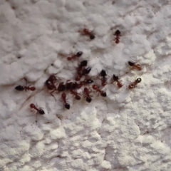 Crematogaster schmidti