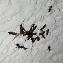 Crematogaster schmidti