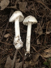 Amanita sturgeonii