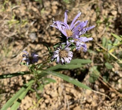 Eurybia hemispherica