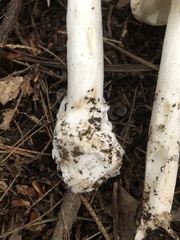 Amanita sturgeonii