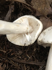 Amanita sturgeonii