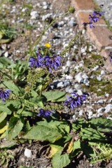 Salvia pratensis