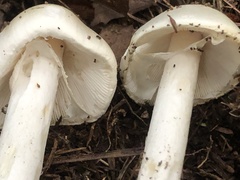 Amanita sturgeonii