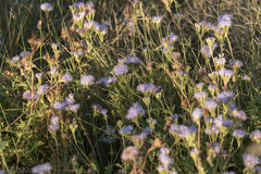 Conoclinium dissectum