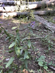 Eucephalus ledophyllus