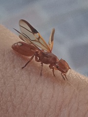 Cephalotes clypeatus