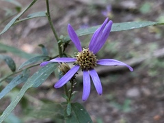 Eucephalus ledophyllus