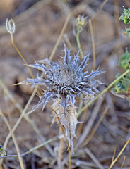 Carlina lanata