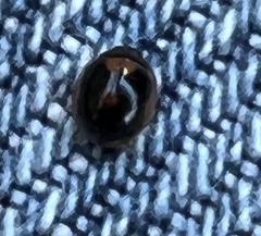 Exochomus marginipennis