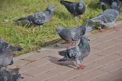 Columba livia
