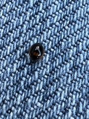 Exochomus marginipennis