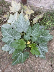 Cucurbita foetidissima