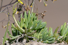 Crassothonna capensis
