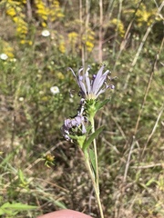 Eurybia hemispherica