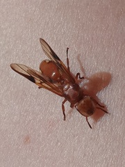 Cephalotes clypeatus