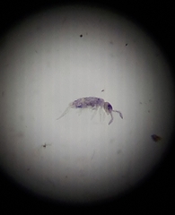 Entomobrya unostrigata