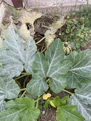 Cucurbita palmata