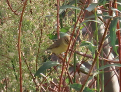 Phylloscopus trochilus