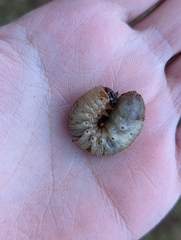 Dynastes tityus
