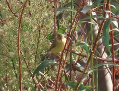 Phylloscopus trochilus