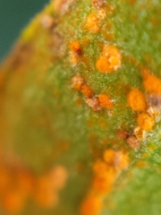 Coleosporium solidaginis