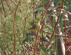 Phylloscopus trochilus