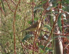 Phylloscopus trochilus