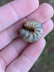 Dynastes tityus