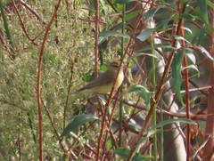 Phylloscopus trochilus