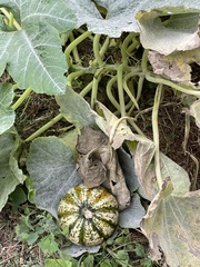 Cucurbita palmata