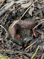 Hypomyces lactifluorum