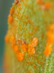 Coleosporium solidaginis